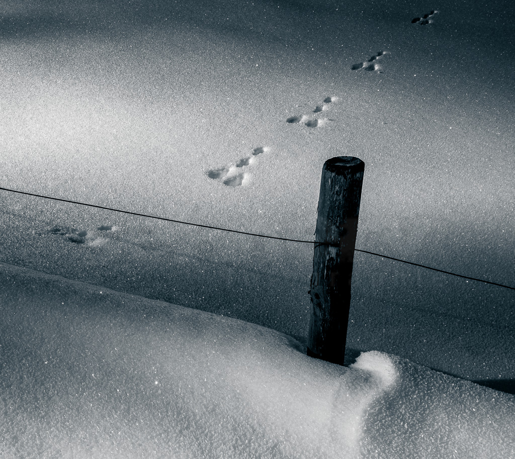 Spuren im Schnee #1